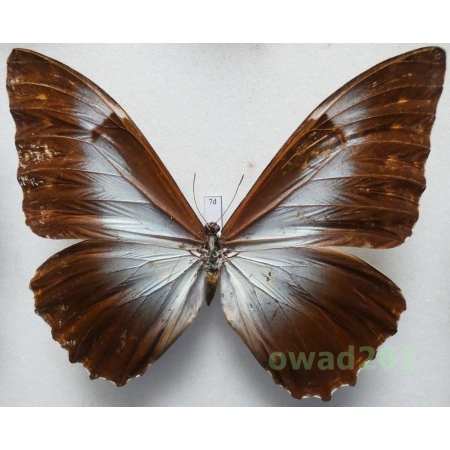 Morpho telemachus (Linnaeus, 1758) Peru 114mm7d